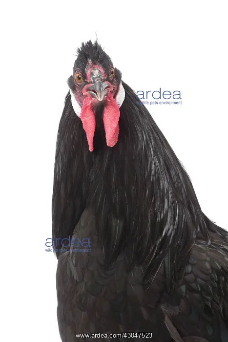  : Black Breda Chicken Cockerel  /  Rooster