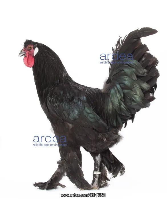  : Black Breda Chicken Cockerel  /  Rooster