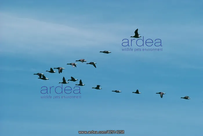: Black Brent GEESE - flock in V formation flight : Black Brent GEESE - flock in V formation flight