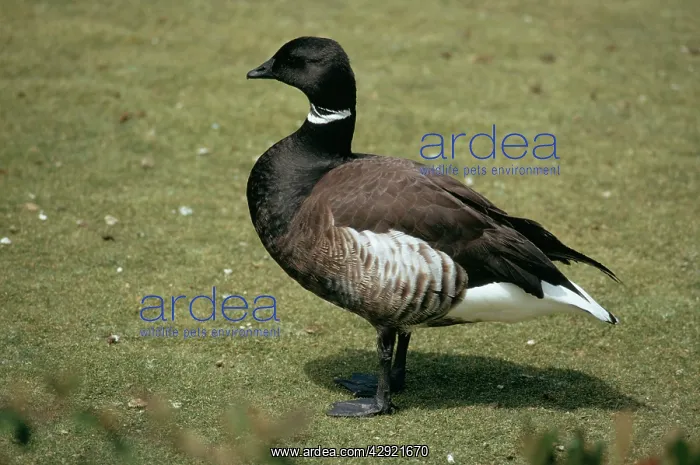 : Black Brent GOOSE - side profile : Black Brent GOOSE - side profile