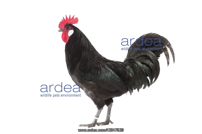 : Black Bresse-Gallic Chicken Cockerel  /  Rooster