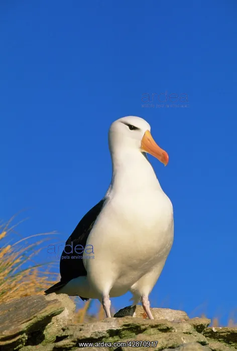 : Black-browed ALBATROSS : Black-browed ALBATROSS