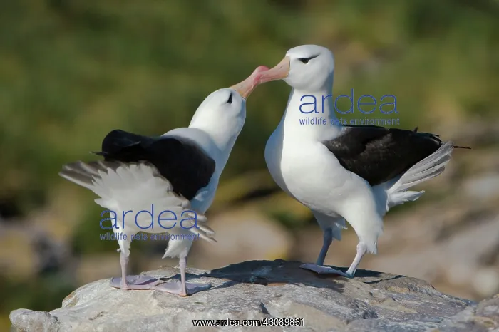 : Black-Browed Albatross : Black-Browed Albatross