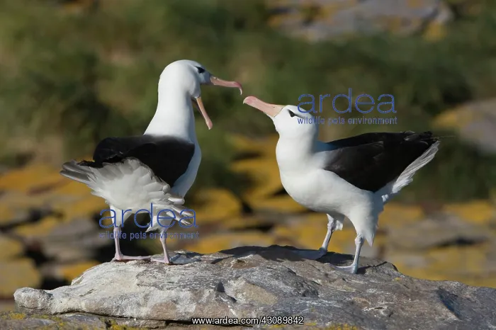 : Black-Browed Albatross : Black-Browed Albatross