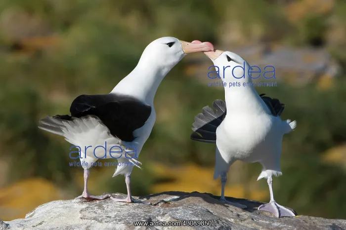 : Black-Browed Albatross : Black-Browed Albatross