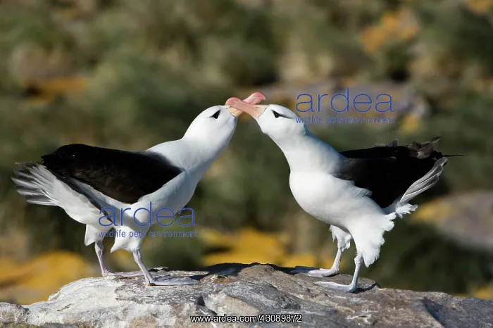 : Black-Browed Albatross : Black-Browed Albatross