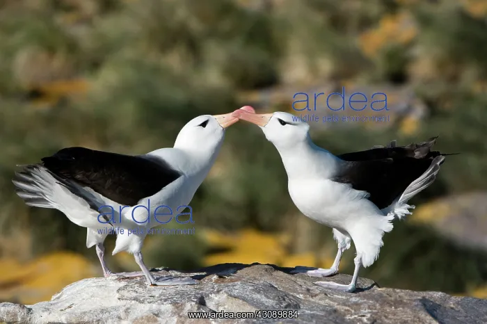 : Black-Browed Albatross : Black-Browed Albatross