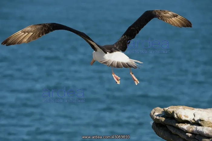 : Black-Browed Albatross : Black-Browed Albatross