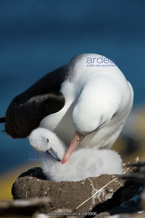 : Black-Browed Albatross : Black-Browed Albatross