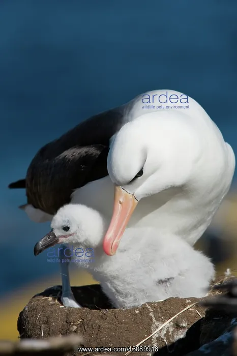 : Black-Browed Albatross : Black-Browed Albatross