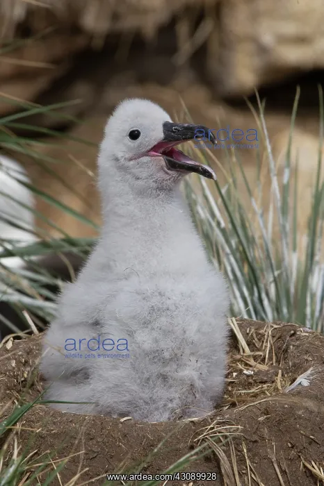 : Black-Browed Albatross : Black-Browed Albatross