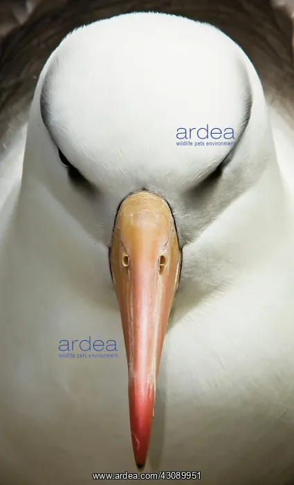 : Black-Browed Albatross : Black-Browed Albatross
