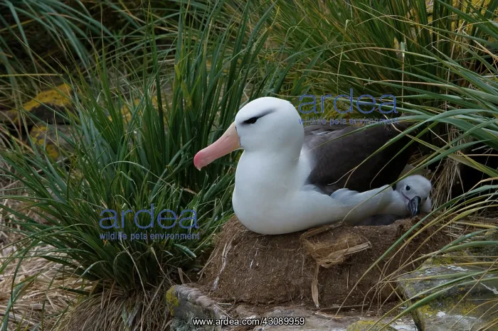 : Black-Browed Albatross : Black-Browed Albatross