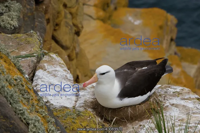 : Black-Browed Albatross : Black-Browed Albatross