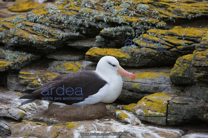 : Black-Browed Albatross : Black-Browed Albatross