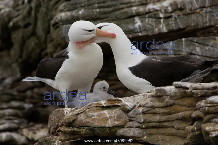 : Black-Browed Albatross : Black-Browed Albatross