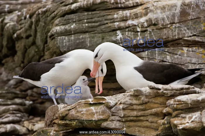 : Black-Browed Albatross : Black-Browed Albatross