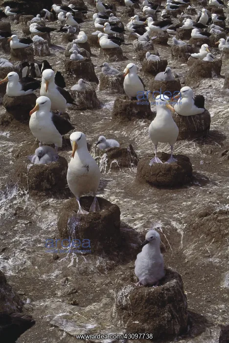 : Black-Browed Albatross : Black-Browed Albatross