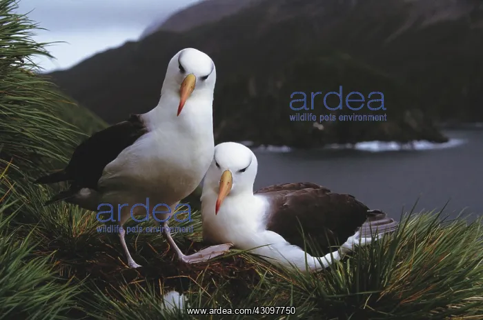 : Black-Browed Albatross : Black-Browed Albatross