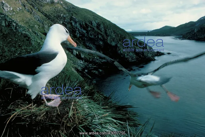 : Black-browed Albatross : Black-browed Albatross