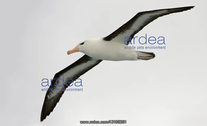 : Black-browed Albatross : Black-browed Albatross