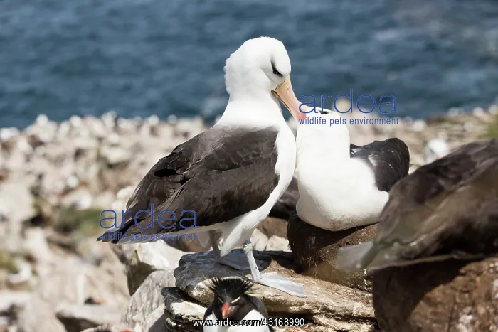 : Black-browed Albatross : Black-browed Albatross