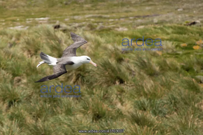 : Black-browed Albatross : Black-browed Albatross