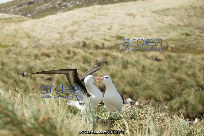 : Black-browed Albatross : Black-browed Albatross