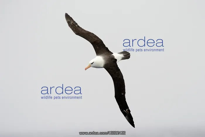 : Black-browed Albatross : Black-browed Albatross
