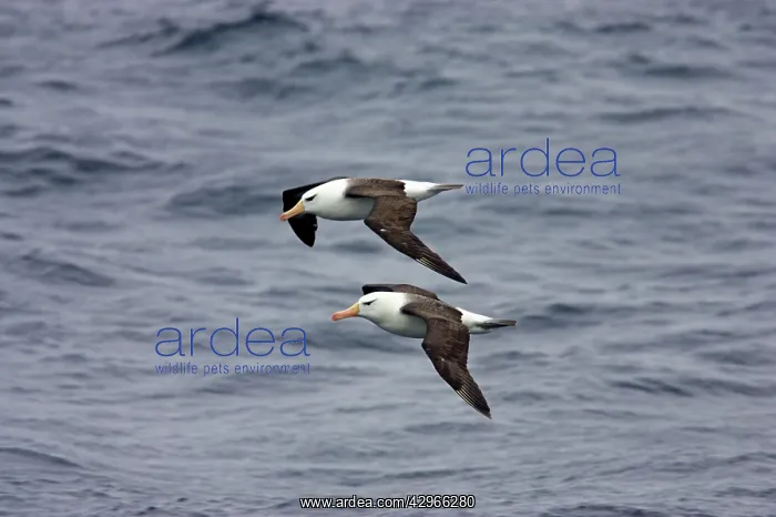 : Black Browed Albatross - two adults in flight off Steeple : Black Browed Albatross - two adults in flight off Steeple
