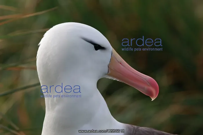 : Black-browed Albatross / Black-browed Mollymawk : Black-browed Albatross / Black-browed Mollymawk