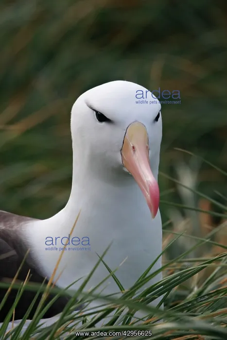  : Black-browed Albatross  /  Black-browed Mollymawk