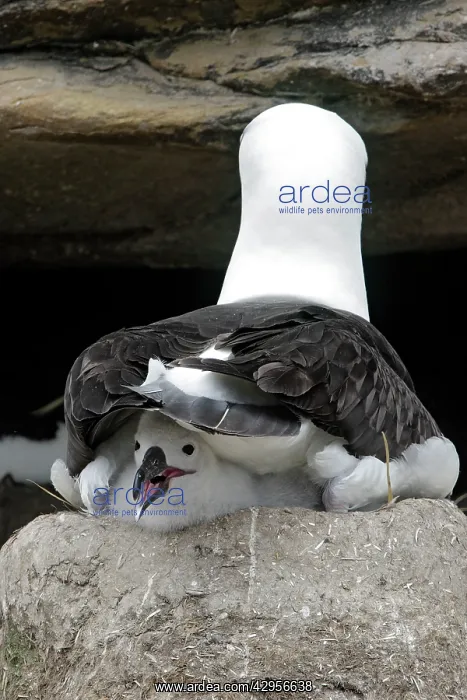 : Black-browed Albatross / Black-browed Mollymawk : Black-browed Albatross / Black-browed Mollymawk