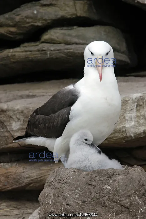 : Black-browed Albatross / Black-browed Mollymawk : Black-browed Albatross / Black-browed Mollymawk