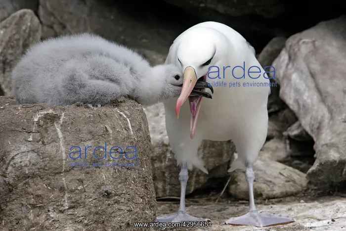 : Black-browed Albatross / Black-browed Mollymawk : Black-browed Albatross / Black-browed Mollymawk