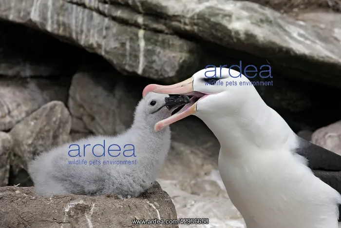 : Black-browed Albatross / Black-browed Mollymawk : Black-browed Albatross / Black-browed Mollymawk