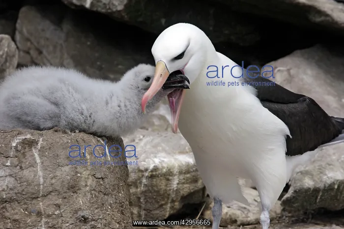 : Black-browed Albatross / Black-browed Mollymawk : Black-browed Albatross / Black-browed Mollymawk