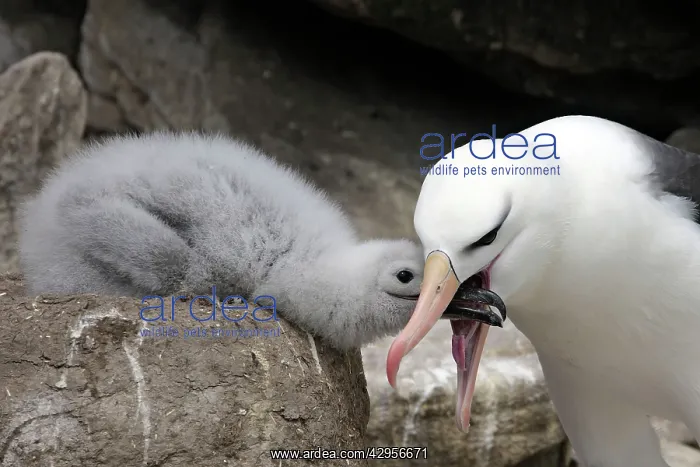  : Black-browed Albatross  /  Black-browed Mollymawk