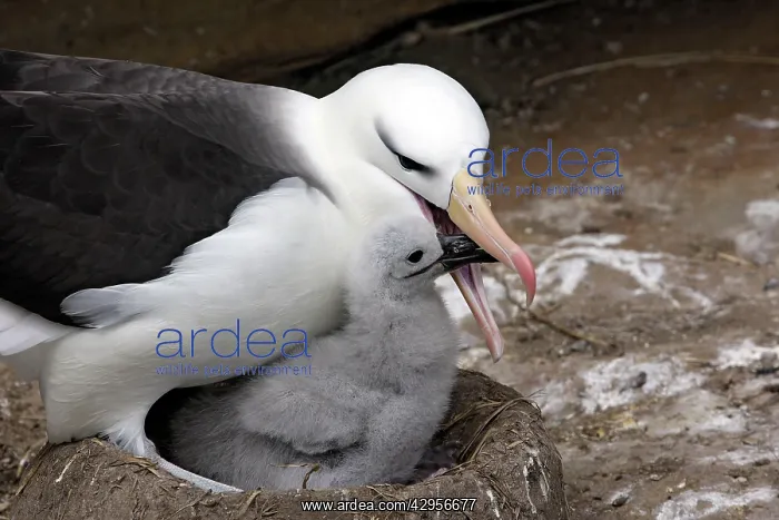 : Black-browed Albatross / Black-browed Mollymawk : Black-browed Albatross / Black-browed Mollymawk