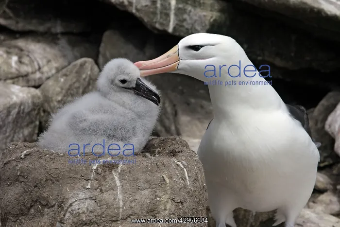 : Black-browed Albatross / Black-browed Mollymawk : Black-browed Albatross / Black-browed Mollymawk