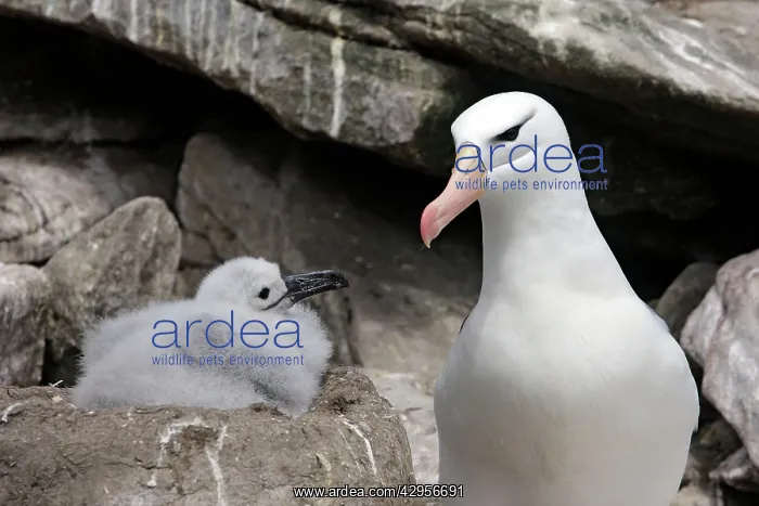  : Black-browed Albatross  /  Black-browed Mollymawk