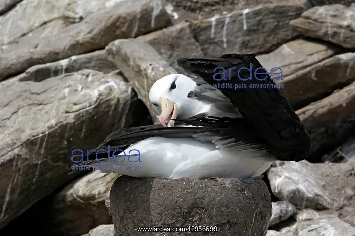 : Black-browed Albatross / Black-browed Mollymawk : Black-browed Albatross / Black-browed Mollymawk