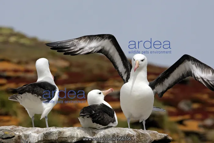 : Black-browed Albatross / Black-browed Mollymawk : Black-browed Albatross / Black-browed Mollymawk