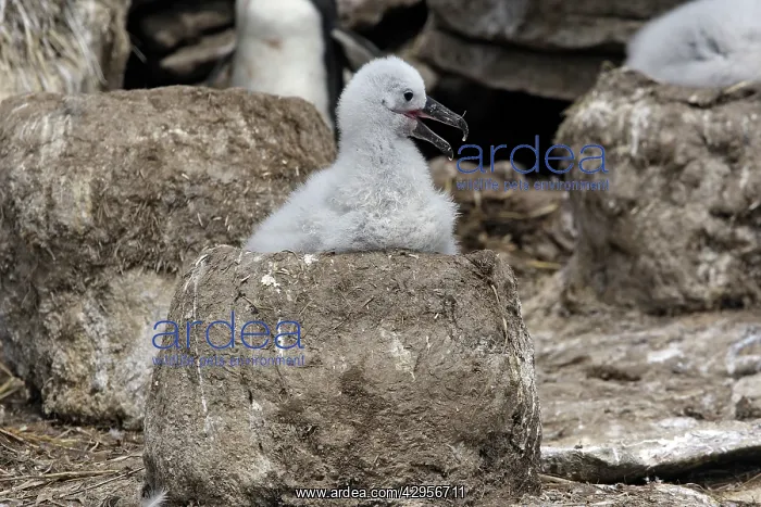 : Black-browed Albatross / Black-browed Mollymawk : Black-browed Albatross / Black-browed Mollymawk