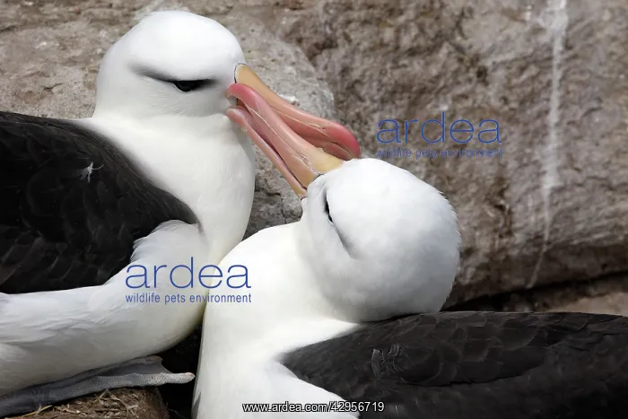  : Black-browed Albatross  /  Black-browed Mollymawk