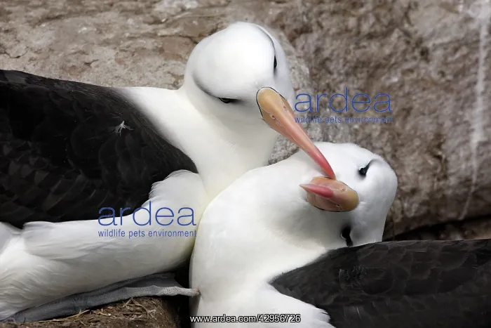  : Black-browed Albatross  /  Black-browed Mollymawk