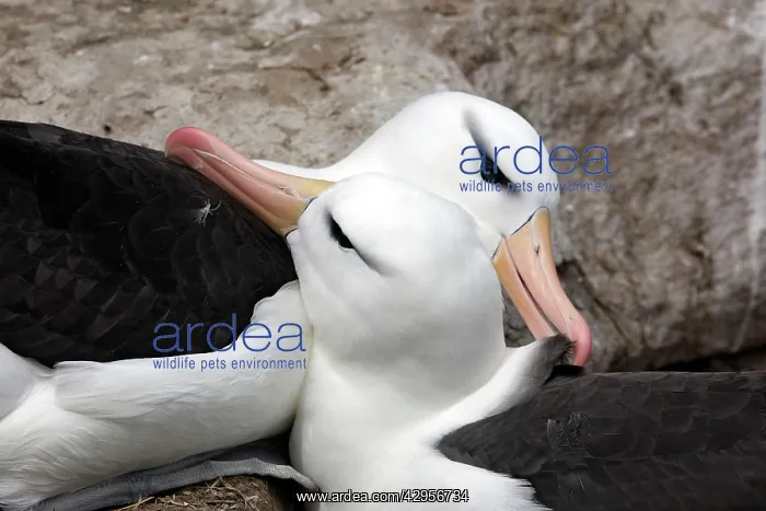 : Black-browed Albatross / Black-browed Mollymawk : Black-browed Albatross / Black-browed Mollymawk