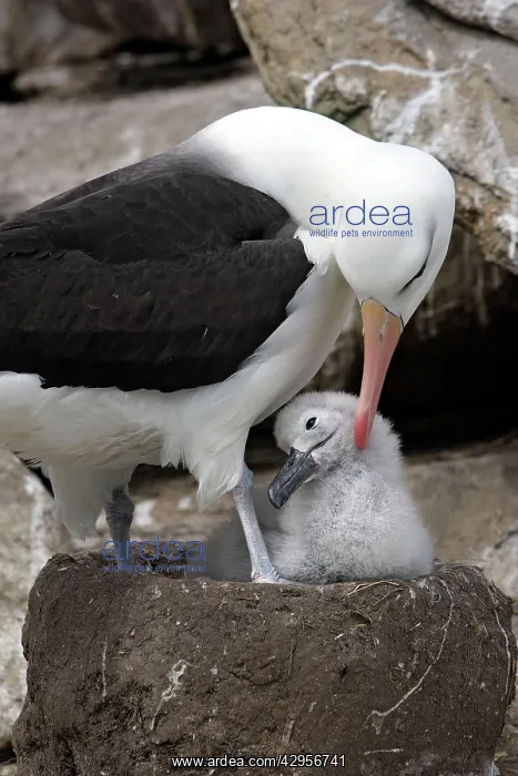 : Black-browed Albatross / Black-browed Mollymawk : Black-browed Albatross / Black-browed Mollymawk