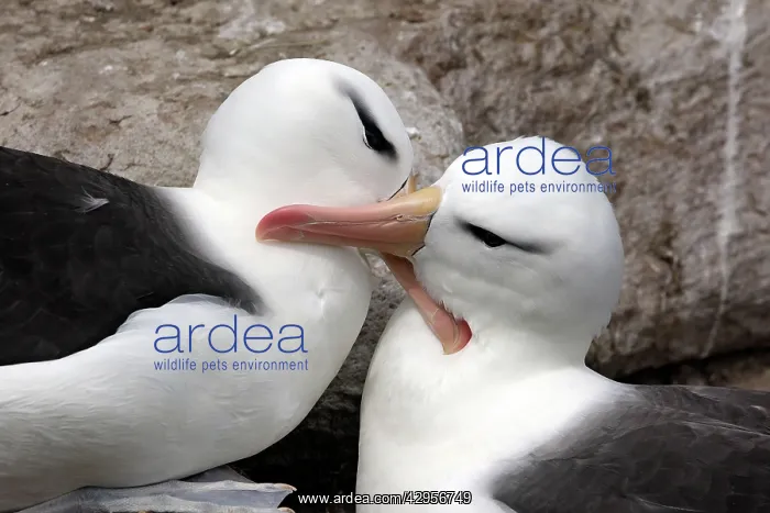 : Black-browed Albatross / Black-browed Mollymawk : Black-browed Albatross / Black-browed Mollymawk