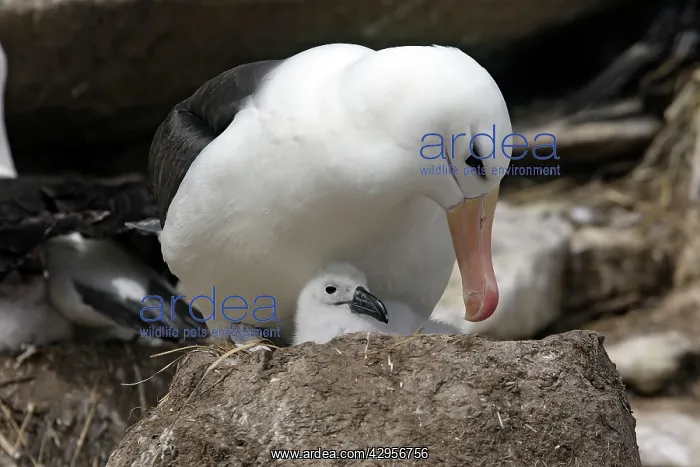 : Black-browed Albatross / Black-browed Mollymawk : Black-browed Albatross / Black-browed Mollymawk